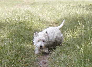 Myka - Dobany 7/2004