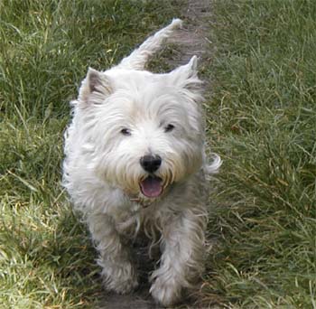 Myka - Dobany 7/2004