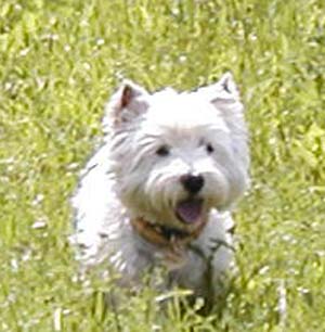 Myka - Dobany 7/2004