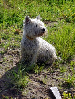 Myka